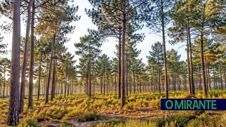 Pinheiro-bravo ganha peso na região e é a espécie com mais ocupação florestal em Torres Novas