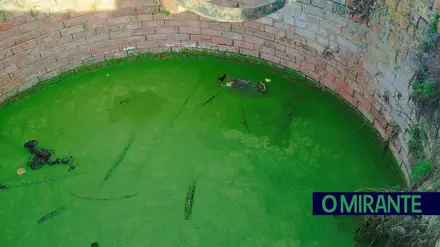 Cão morre afogado dentro de poço no Cartaxo