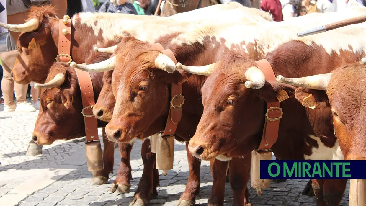 Desfile de campinos e ranchos folclóricos pelas ruas do Cartaxo