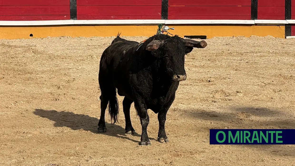 Corrida de toiro encheu praça do Cartaxo