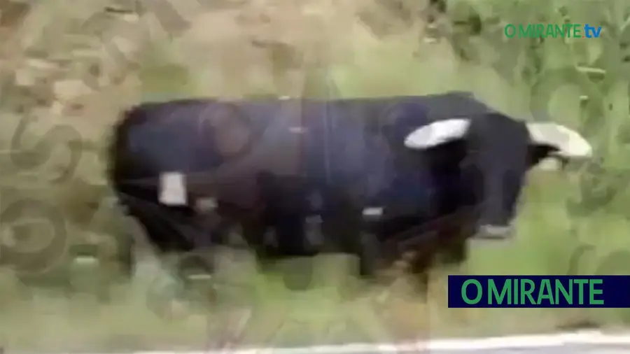 Toiros bravos junto à estrada lançam alerta na Chamusca