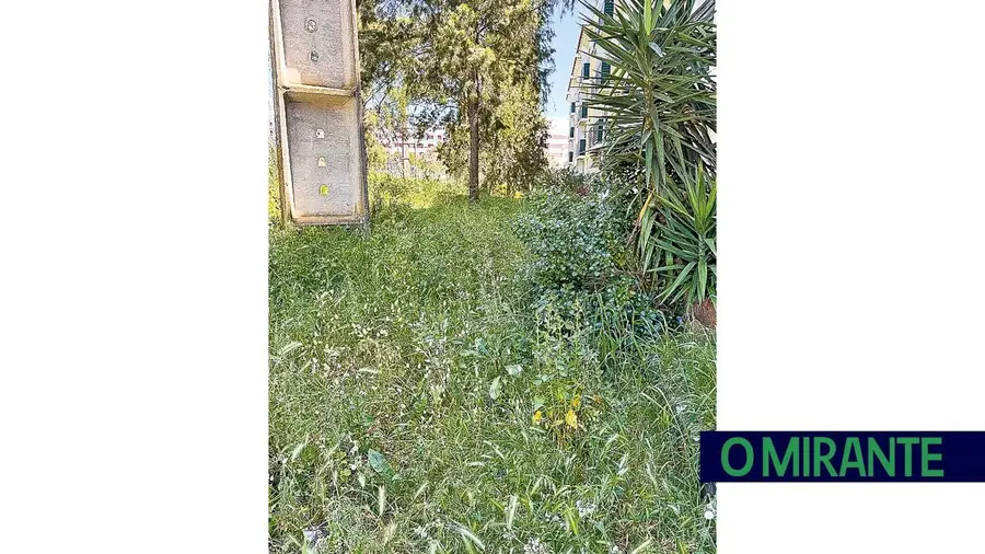 Selva urbana