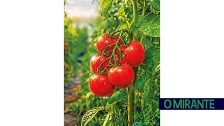 BASF apresenta soluções para reforçar o controlo das principais doenças na cultura do tomate