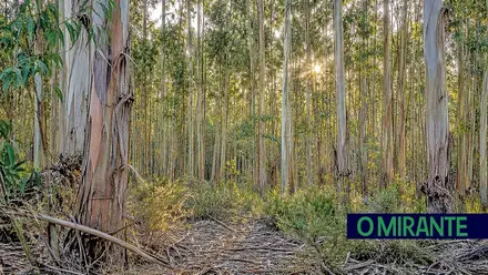 Ribatejo tem floresta de 432 mil hectares e eucalipto ocupa mais de metade
