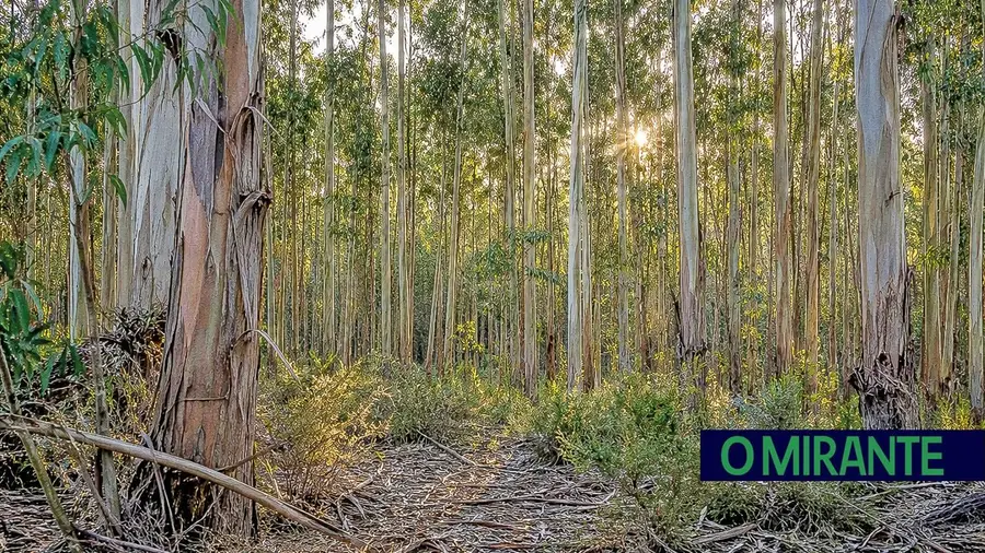 Ribatejo tem floresta de 432 mil hectares e eucalipto ocupa mais de metade