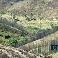 Eucalipto: o Monstro da Tasmânia