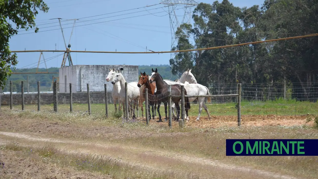 Quinta-feira da Espiga vivida em Samora Correia entre cavalos, campo e tradição