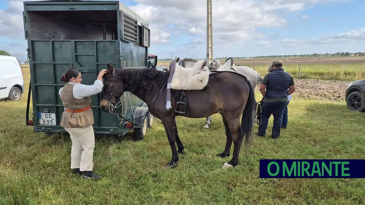 Quinta-feira da Espiga vivida em Samora Correia entre cavalos, campo e tradição