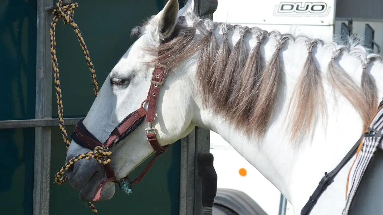 Quinta-feira da Espiga vivida em Samora Correia entre cavalos, campo e tradição