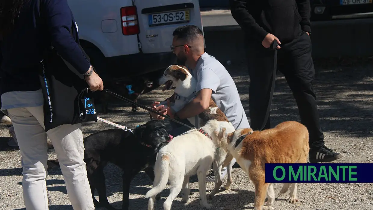 Cãominhada Solidária reúne centenas de cães no Cartaxo