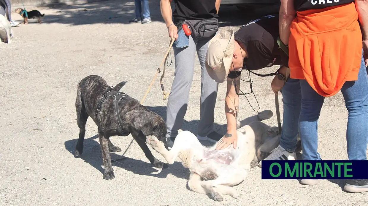 Cãominhada Solidária reúne centenas de cães no Cartaxo