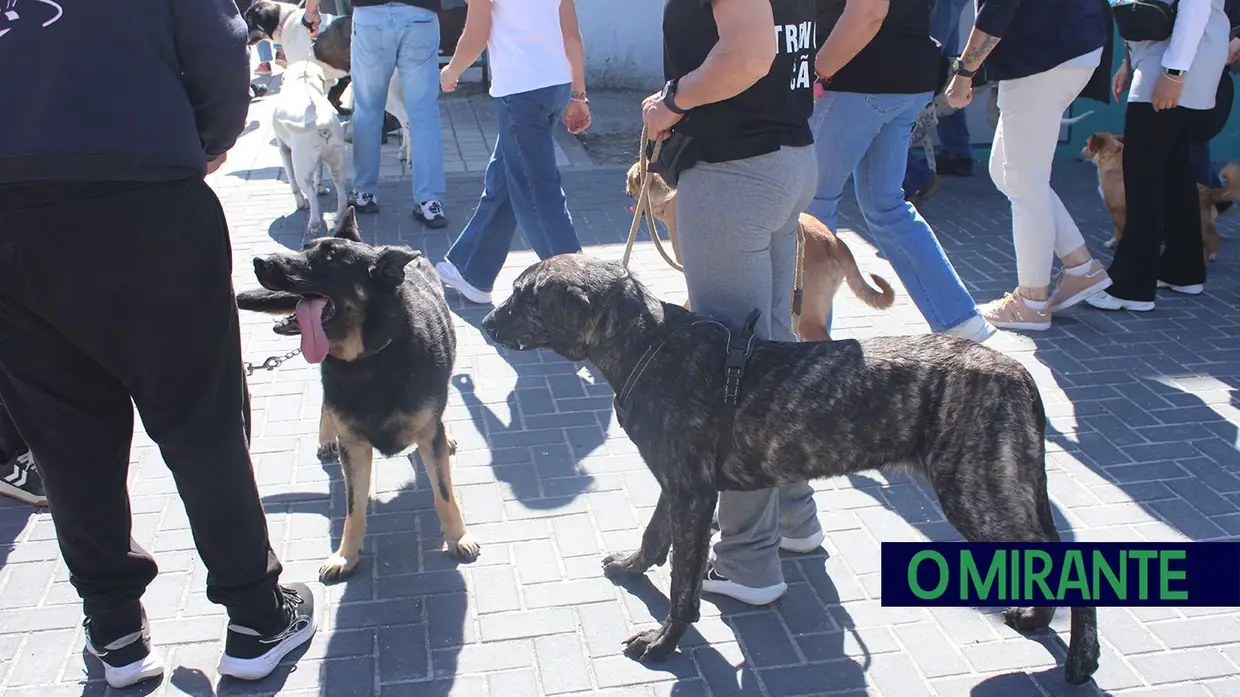 Cãominhada Solidária reúne centenas de cães no Cartaxo