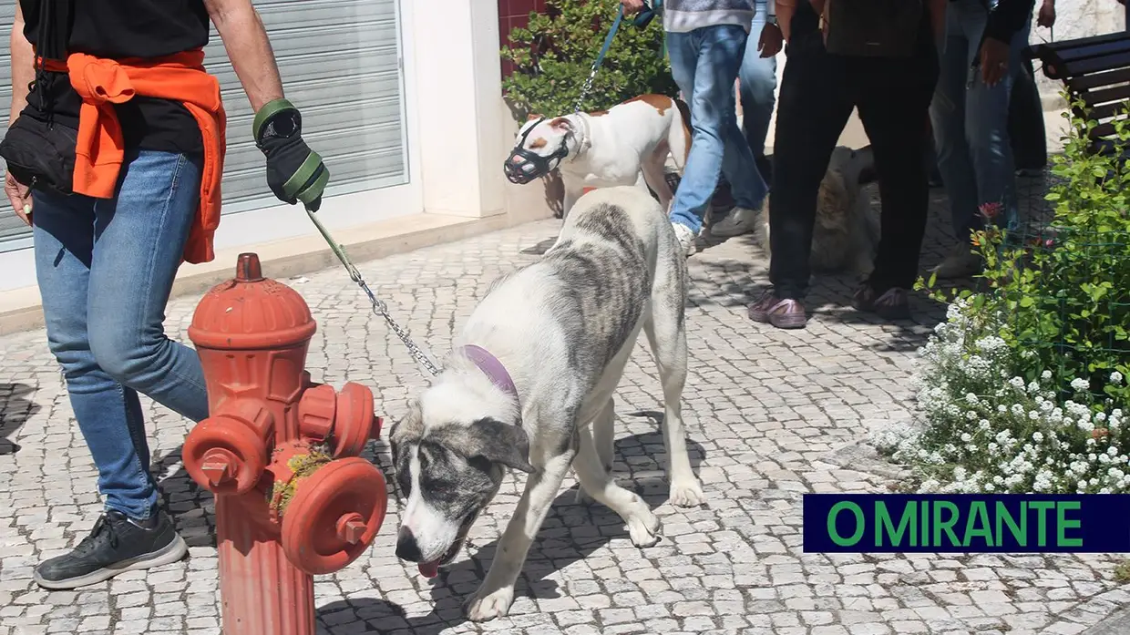 Cãominhada Solidária reúne centenas de cães no Cartaxo