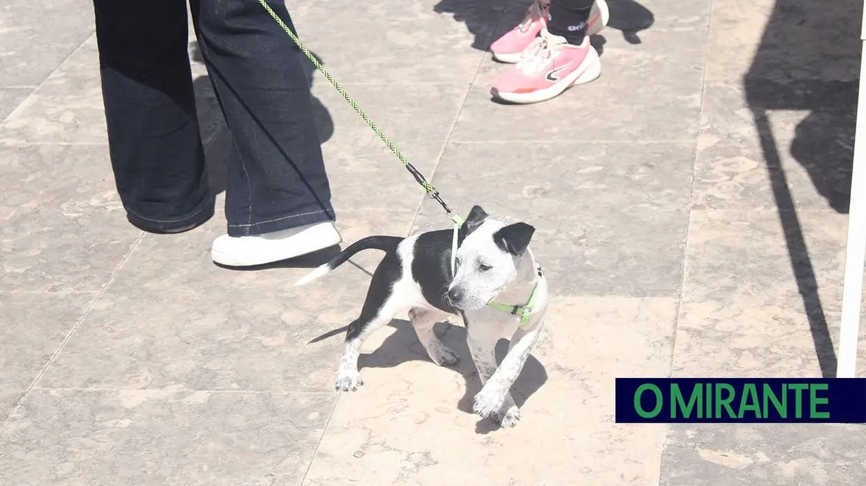 Cãominhada Solidária reúne centenas de cães no Cartaxo