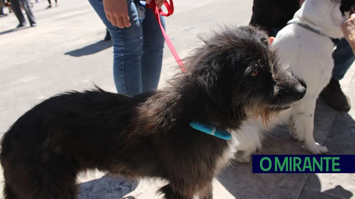 Cãominhada Solidária reúne centenas de cães no Cartaxo