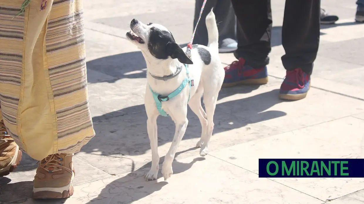 Cãominhada Solidária reúne centenas de cães no Cartaxo