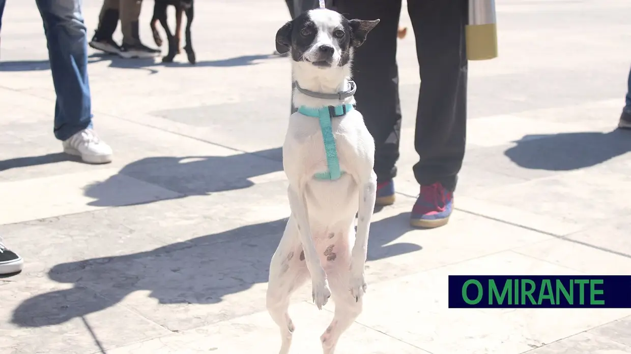 Cãominhada Solidária reúne centenas de cães no Cartaxo