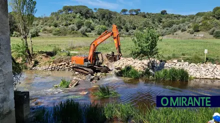 Barreiras nos rios estão a empurrar peixes migradores para o desaparecimento