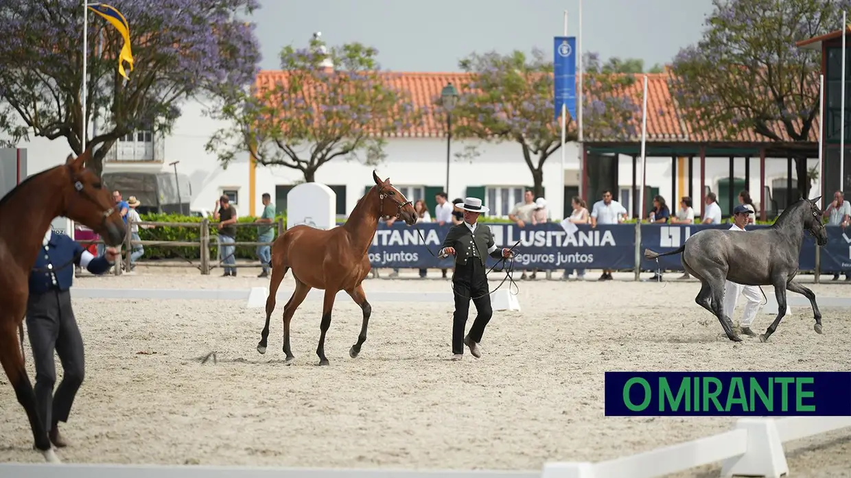 ExpoÉgua anima Golegã até domingo com cavalos, gastronomia e Festival da Biosfera
