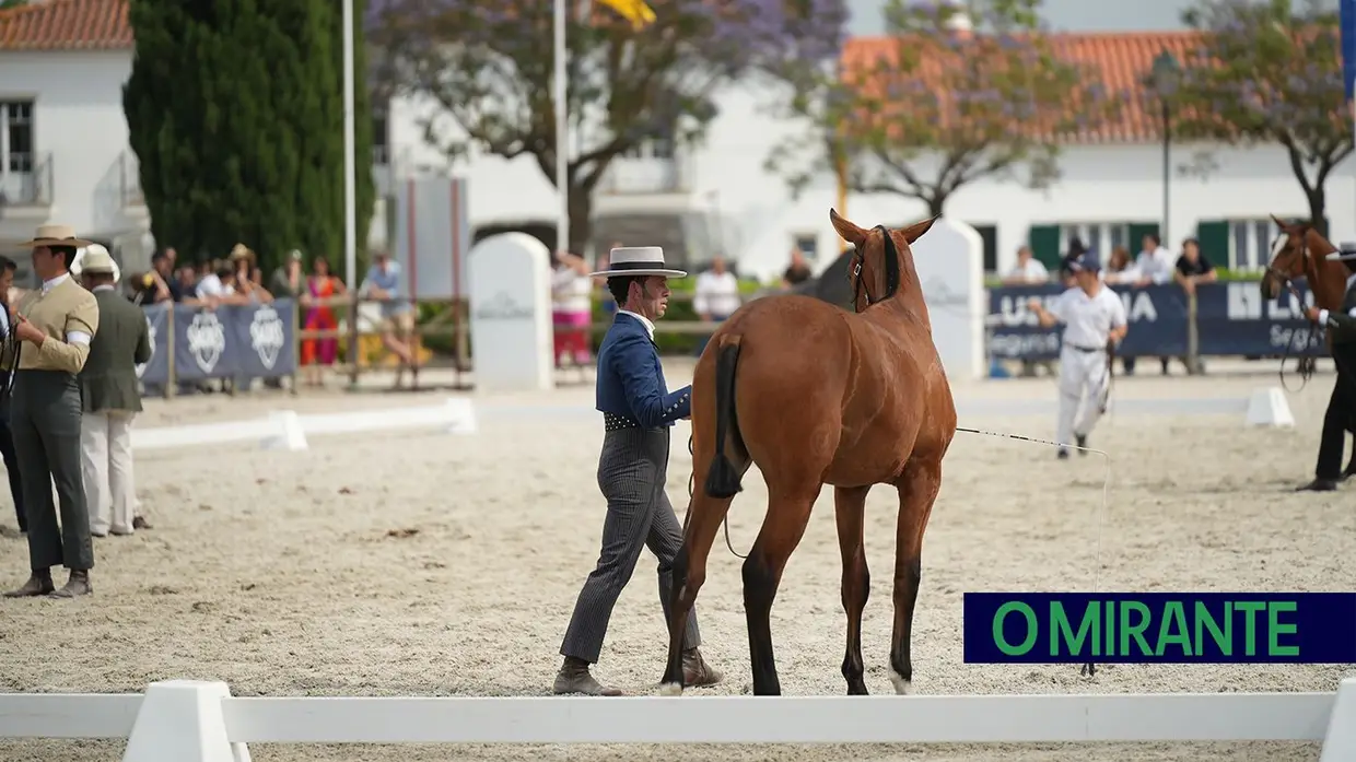 ExpoÉgua anima Golegã até domingo com cavalos, gastronomia e Festival da Biosfera