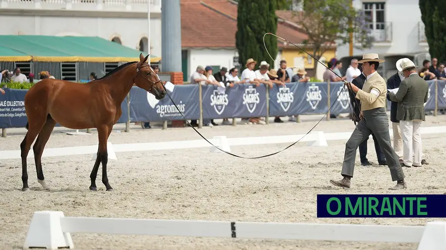 ExpoÉgua anima Golegã até domingo com cavalos, gastronomia e Festival da Biosfera