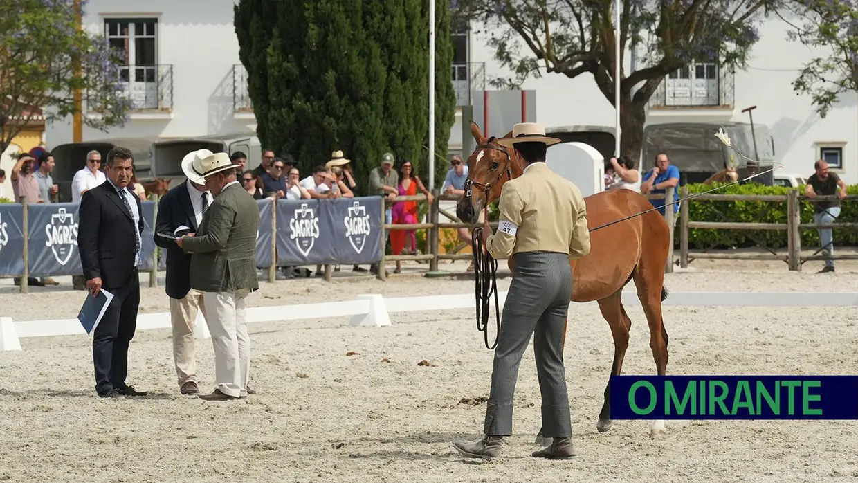 ExpoÉgua anima Golegã até domingo com cavalos, gastronomia e Festival da Biosfera