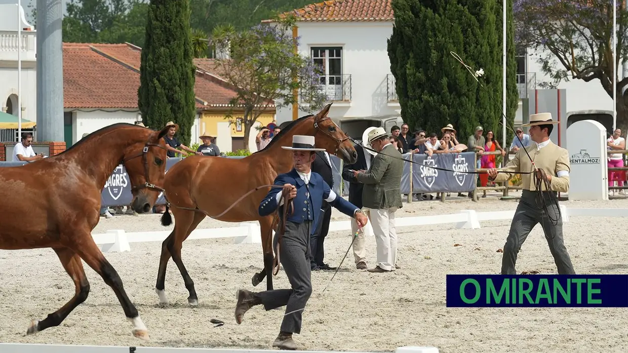 ExpoÉgua anima Golegã até domingo com cavalos, gastronomia e Festival da Biosfera