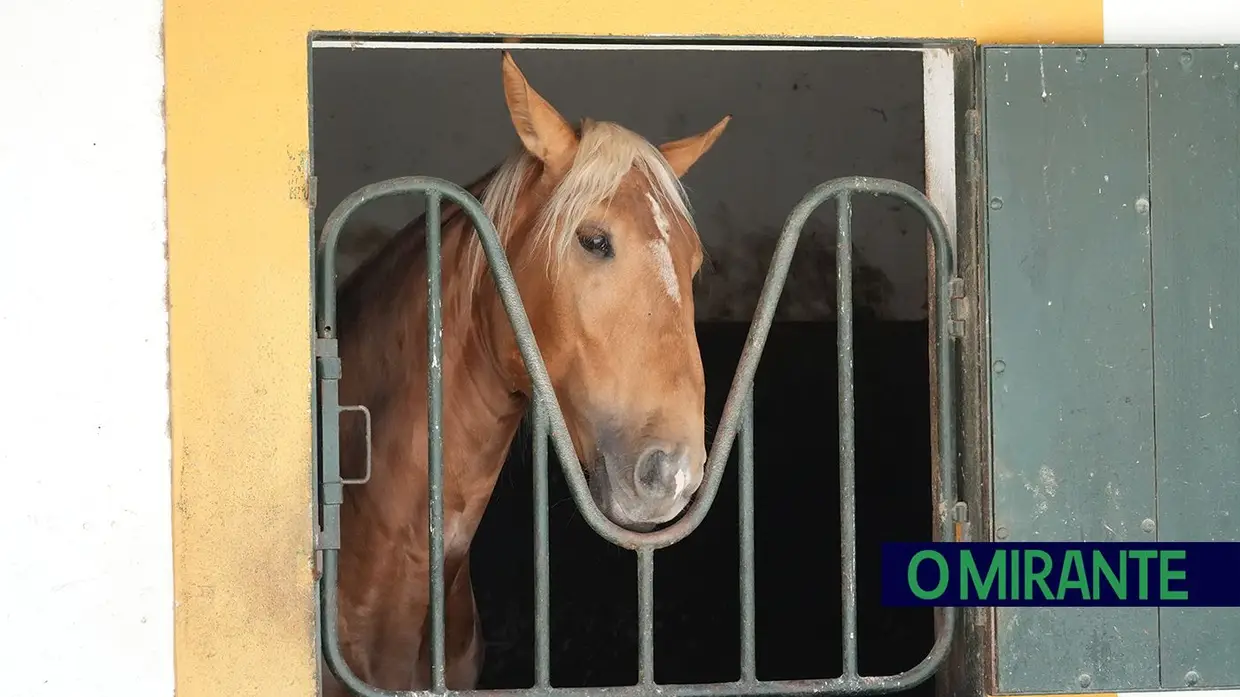 ExpoÉgua anima Golegã até domingo com cavalos, gastronomia e Festival da Biosfera