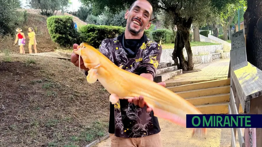 Siluro dourado raro capturado no Tejo por pescador de Tomar