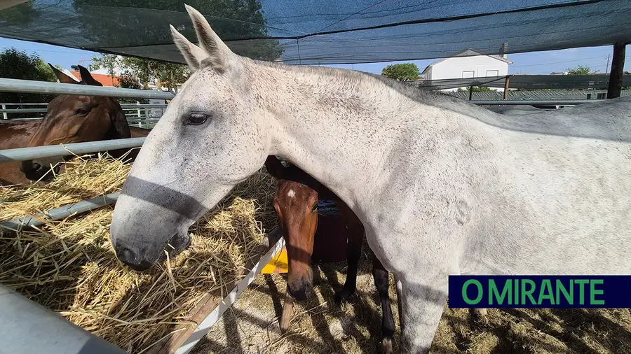 Samora Correia volta a celebrar o cavalo lusitano com três dias de tradição equestre