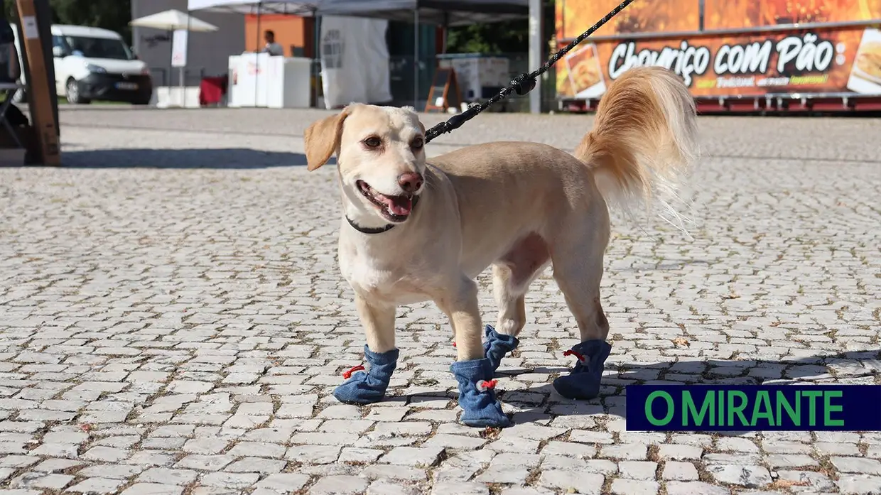 Amigos de 4 patas invadiram Jardim da Liberdade em Santarém