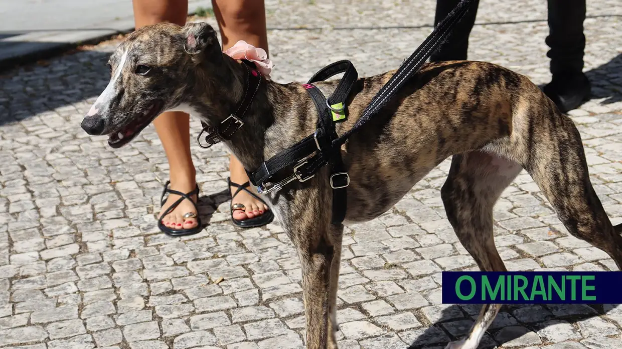 Amigos de 4 patas invadiram Jardim da Liberdade em Santarém