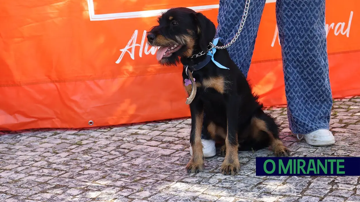 Amigos de 4 patas invadiram Jardim da Liberdade em Santarém
