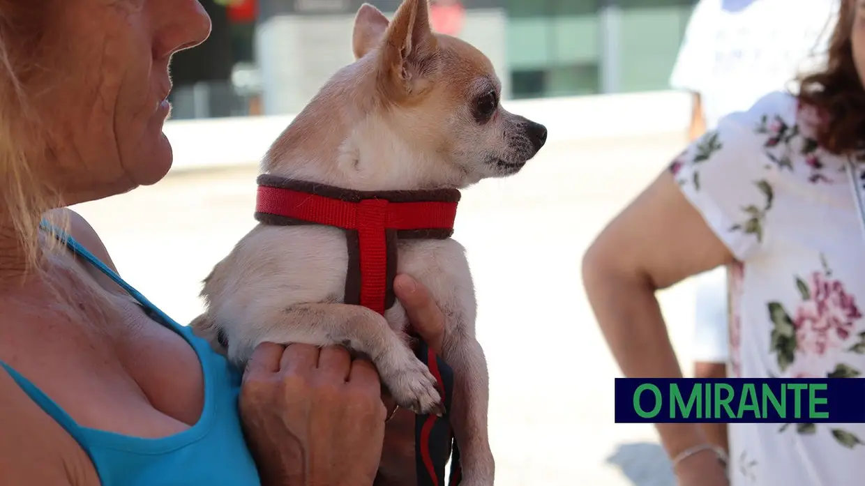 Amigos de 4 patas invadiram Jardim da Liberdade em Santarém