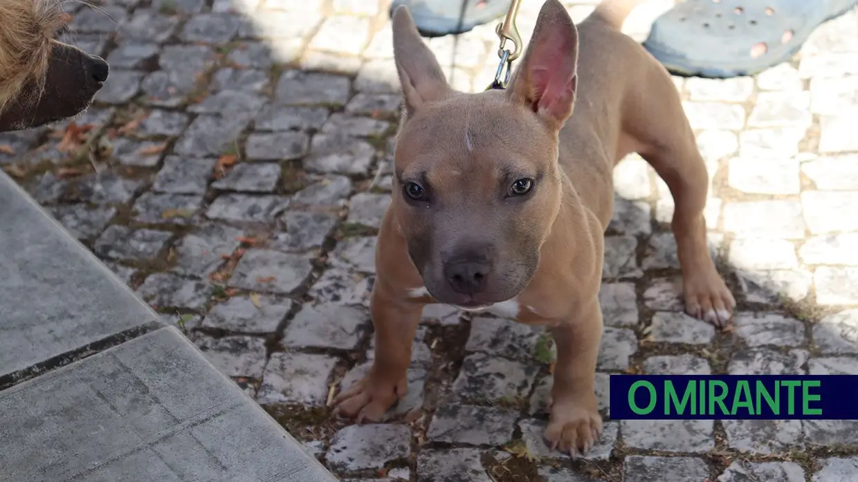 Amigos de 4 patas invadiram Jardim da Liberdade em Santarém