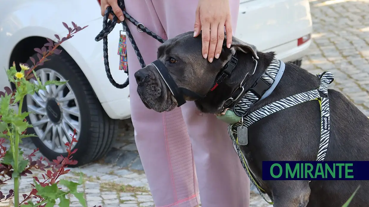 Amigos de 4 patas invadiram Jardim da Liberdade em Santarém