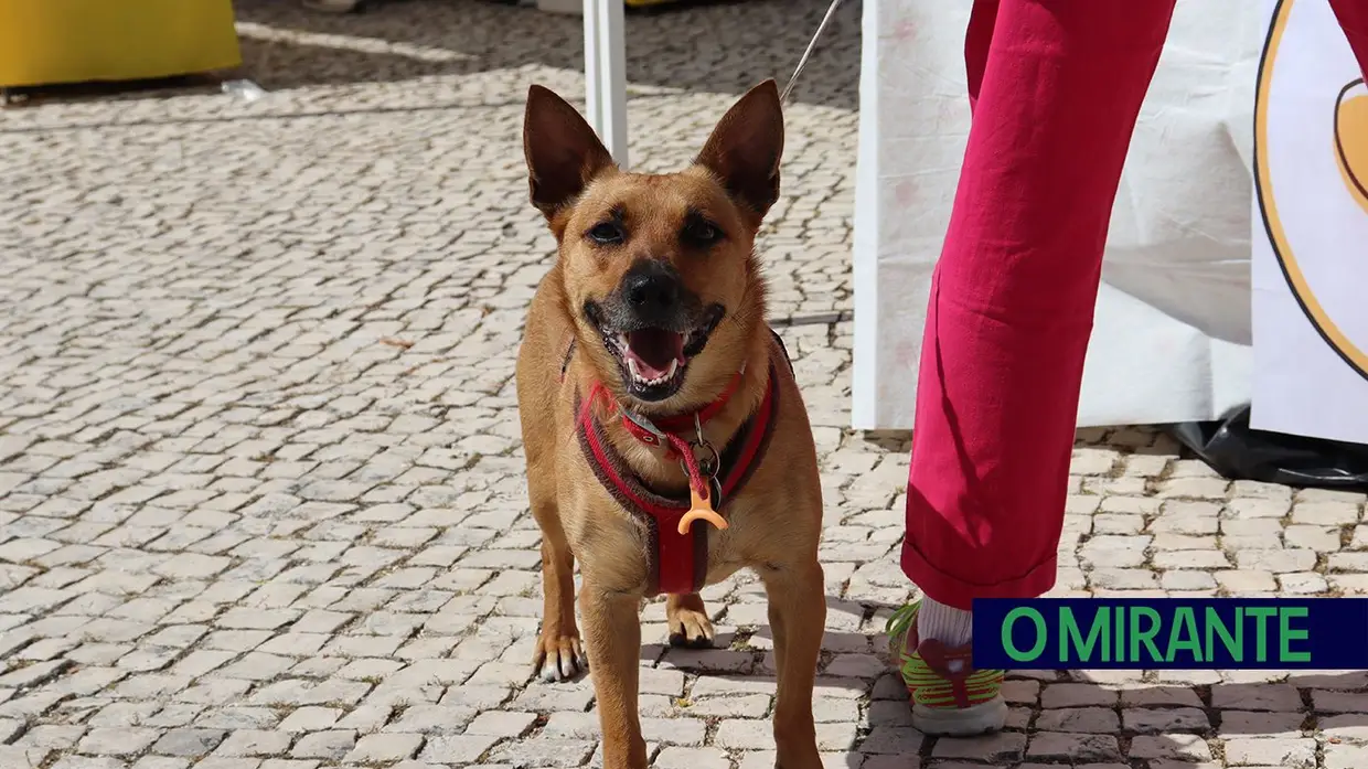 Amigos de 4 patas invadiram Jardim da Liberdade em Santarém
