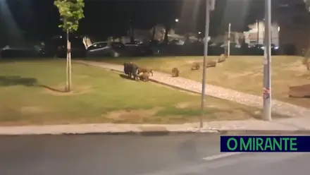 Javalis invadem Arruda dos Vinhos