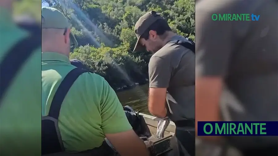 Operação no Tejo retira 2,3 toneladas de siluros