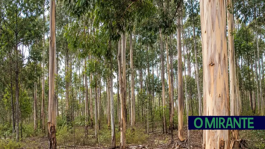 O impacto dos eucaliptos na gestão do território