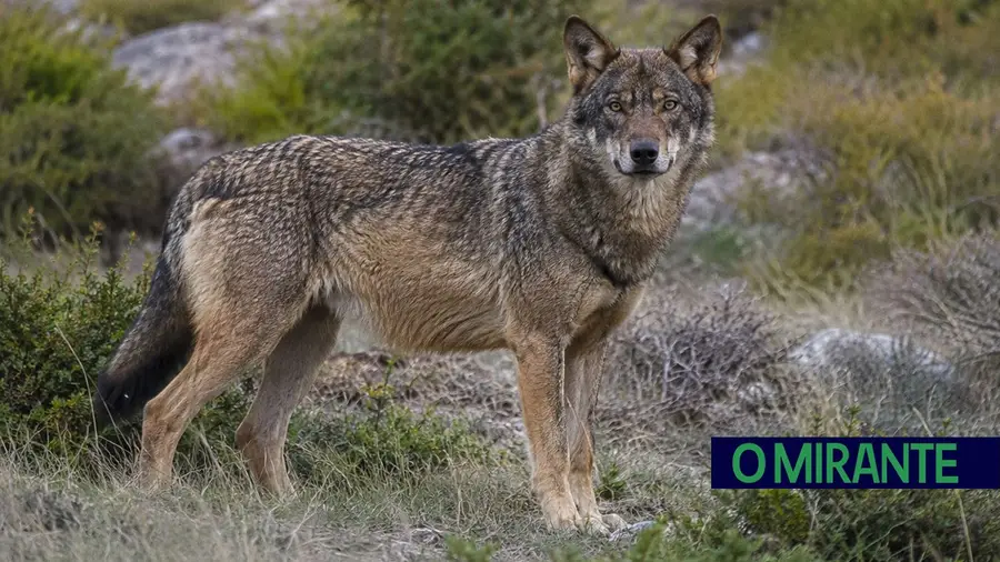Governo promete reforçar protecção do lobo-ibérico
