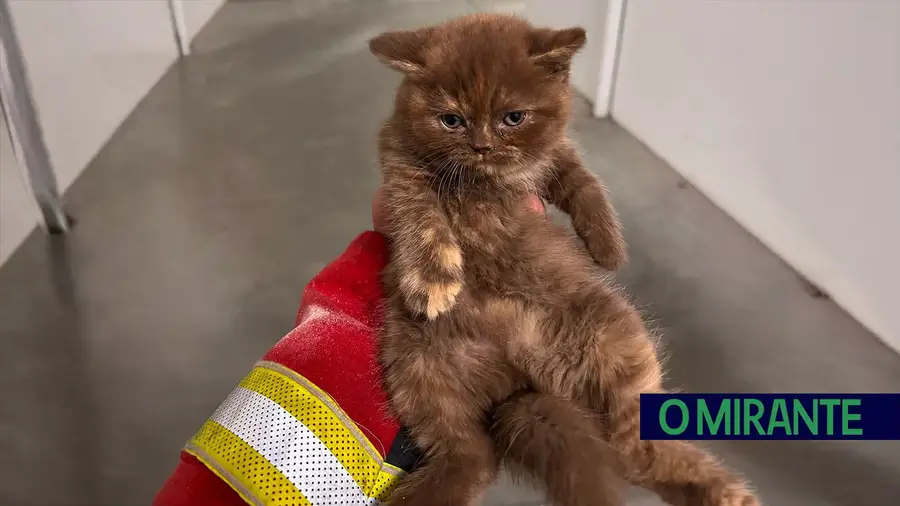 Bombeiros de Vila Franca de Xira salvam gato preso em tubagem