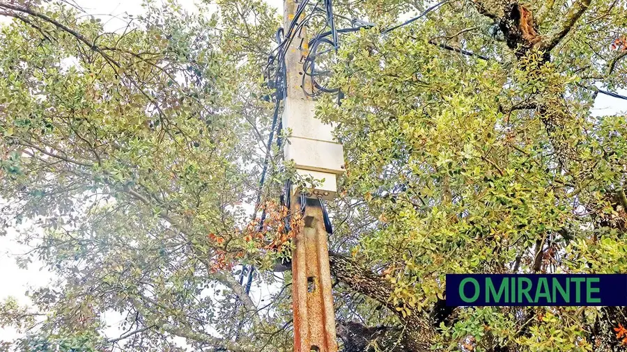 Cabos eléctricos entre azinheiras preocupam moradores de aldeia de Alcanena