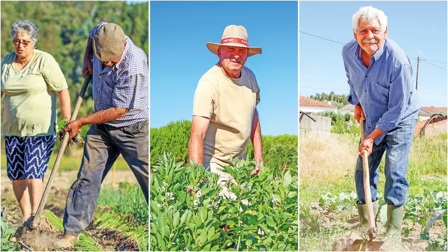 Reformados da Parreira mostram que a terra ainda ajuda a pôr comida na mesa