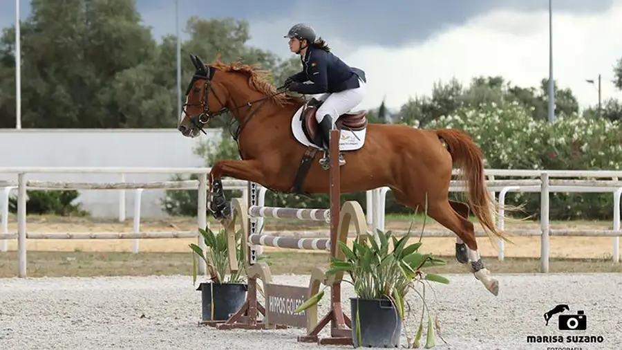 Golegã prepara picadeiro coberto para pôr o cavalo a trabalhar todo o ano