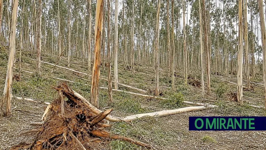 Eucalipto, abandono e caminhos bloqueados deixam autarcas a temer o pior