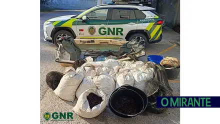 GNR detecta pesca ilegal Paul do Boquilobo e apreende 450 quilos de lagostim