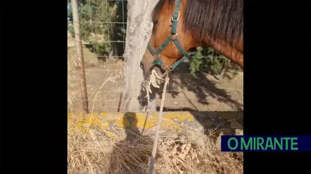 Cavalos ajudam a resolver problema da limpeza urbana da Chamusca