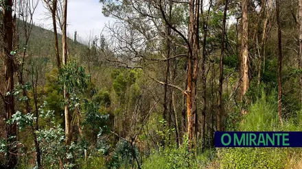 “Uma área de eucaliptos não é uma floresta é uma exploração industrial”