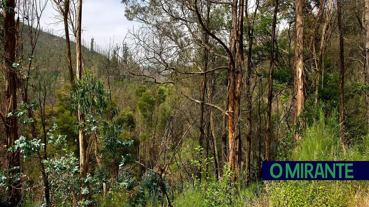 “Uma área de eucaliptos não é uma floresta é uma exploração industrial”
